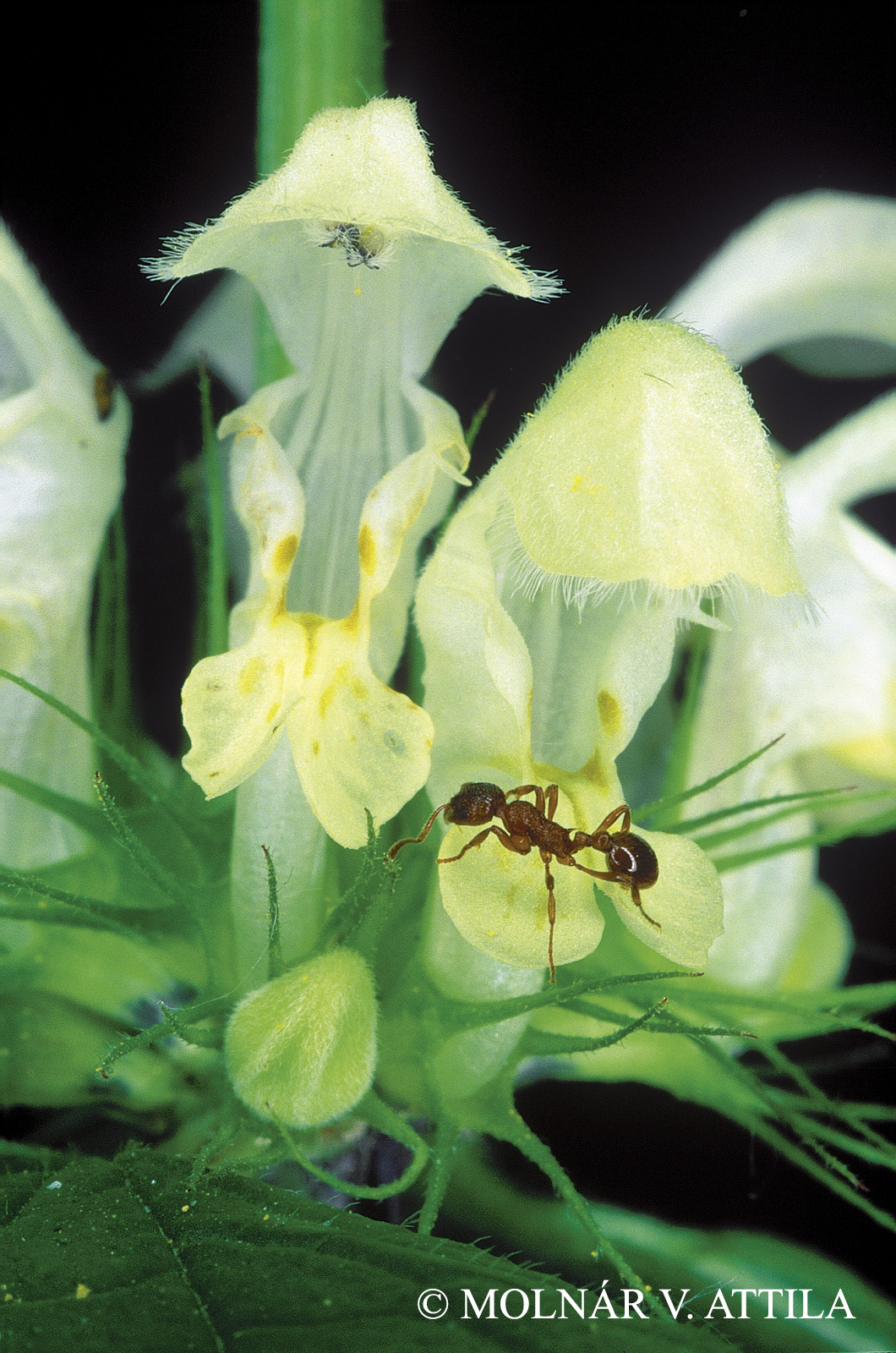 Lamium album L.