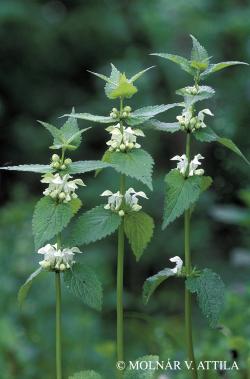 Lamium album L. 2.Image