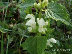 Lamium album L. 3.Image