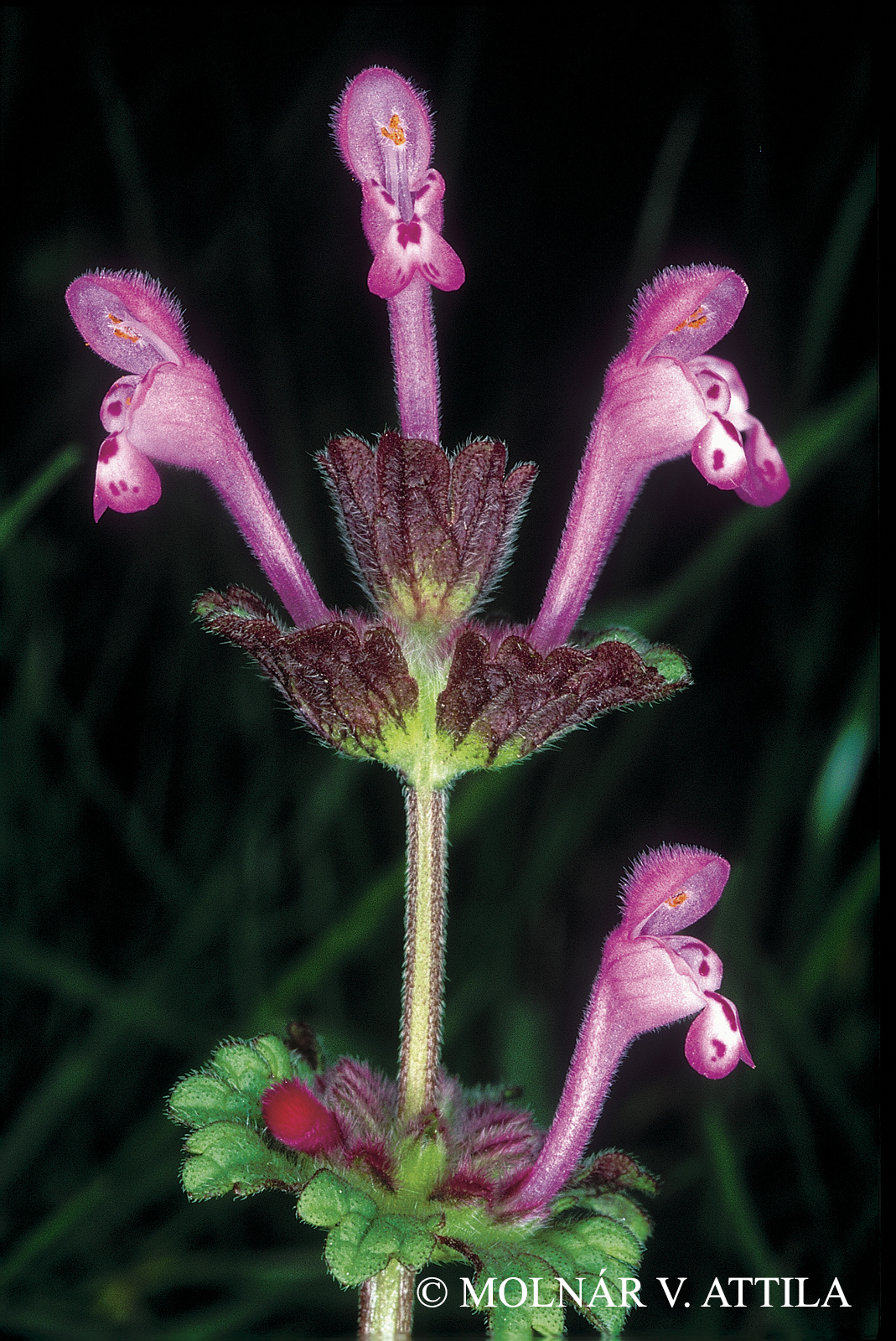 Lamium amplexicaule L.