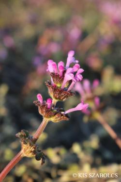 Lamium amplexicaule L. 2.Image