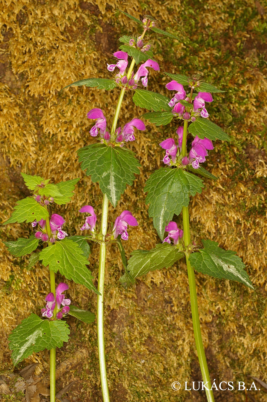 Lamium maculatum (L.) L.
