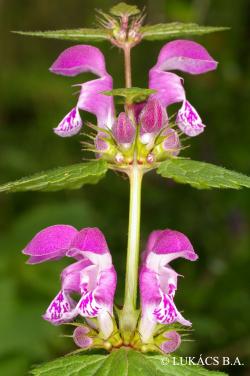 Lamium maculatum (L.) L. 2.Image