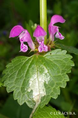 Lamium maculatum (L.) L. 3.Image
