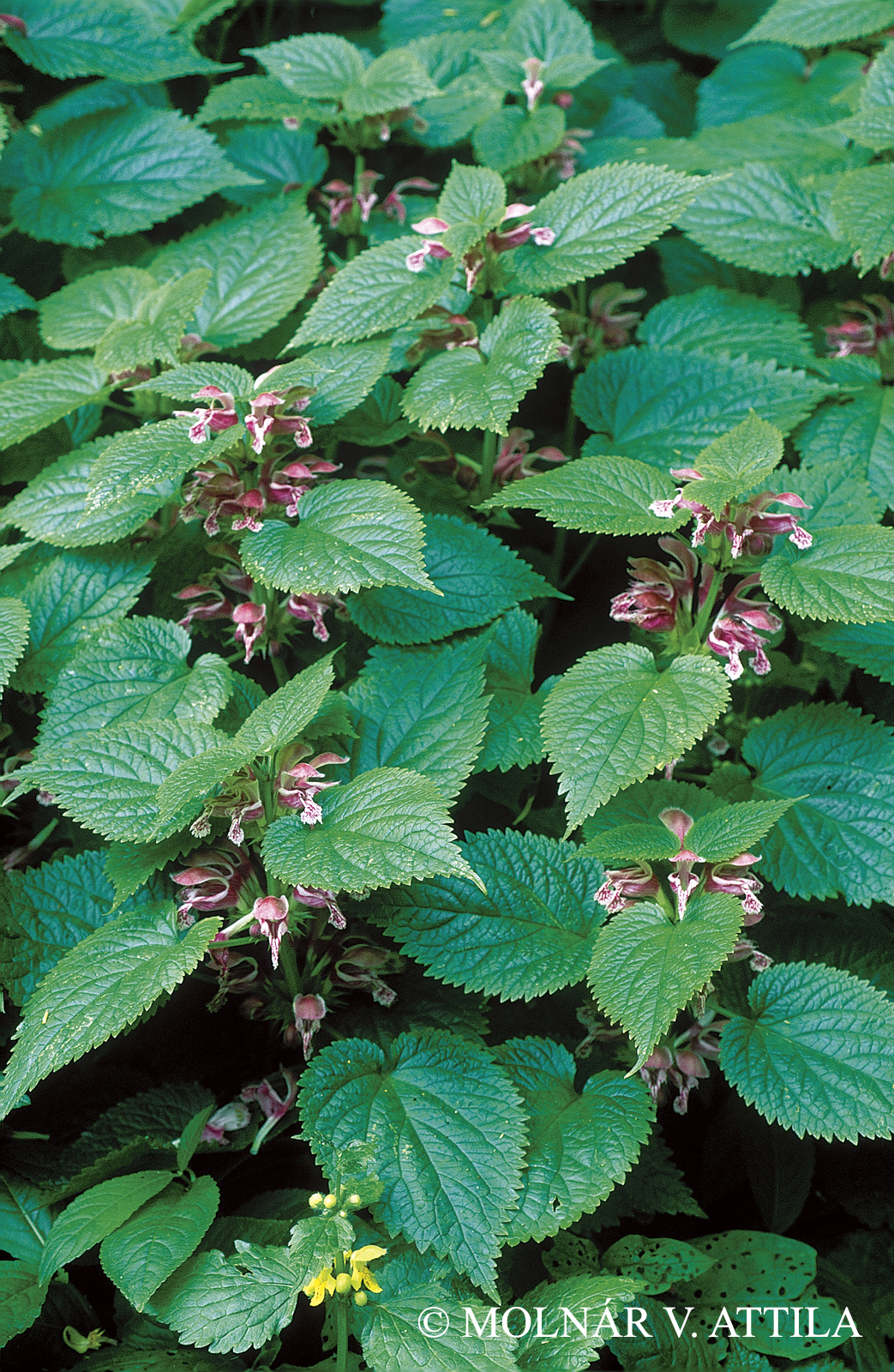 Lamium orvala L.