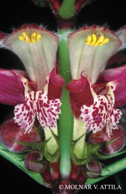 Lamium orvala L. 2.Image