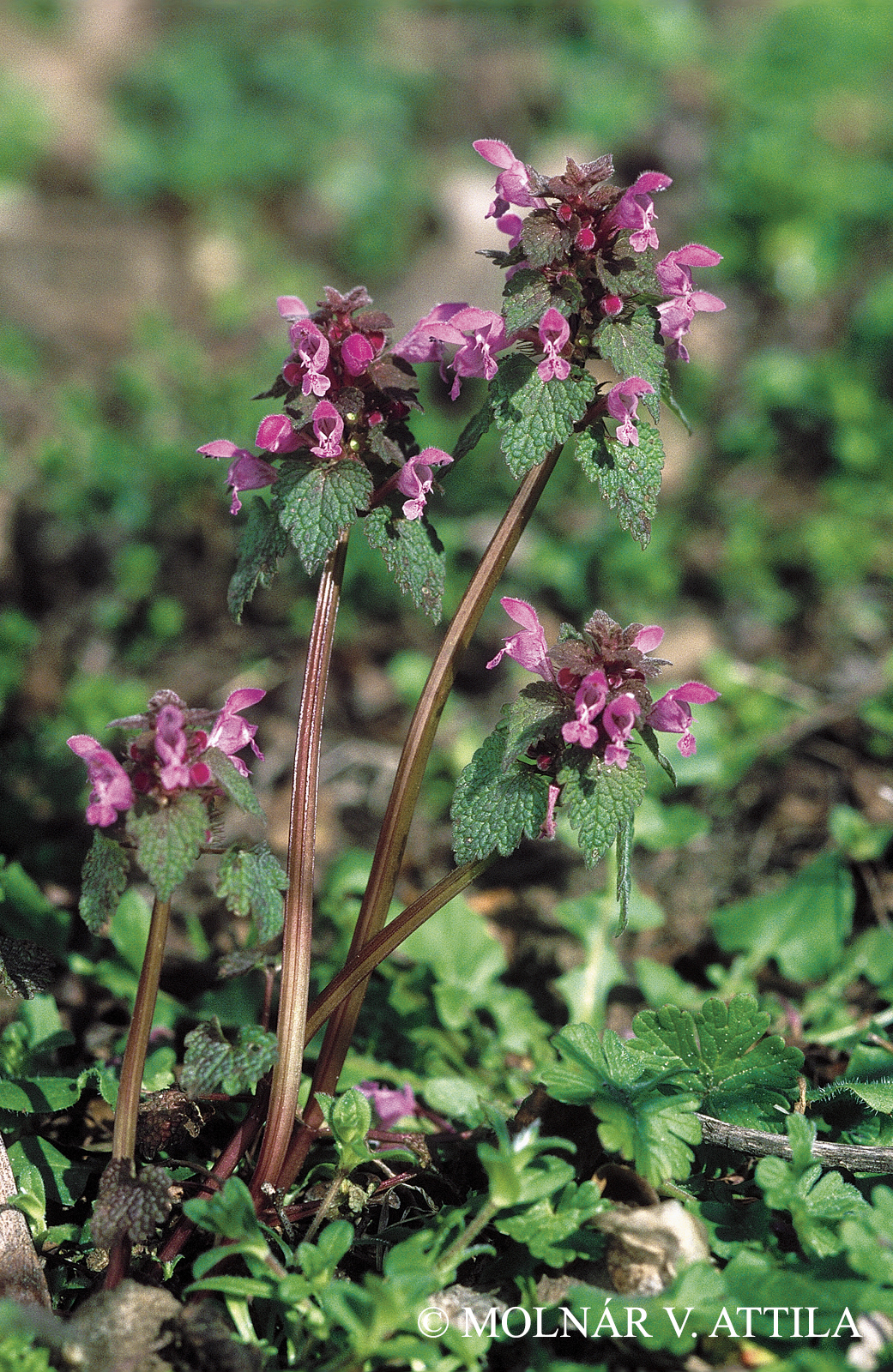 Lamium purpureum L.