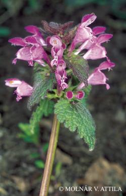 Lamium purpureum L. 2.Kép
