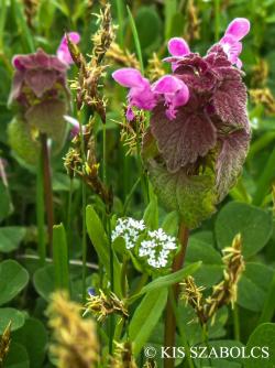 Lamium purpureum L. 3.Kép