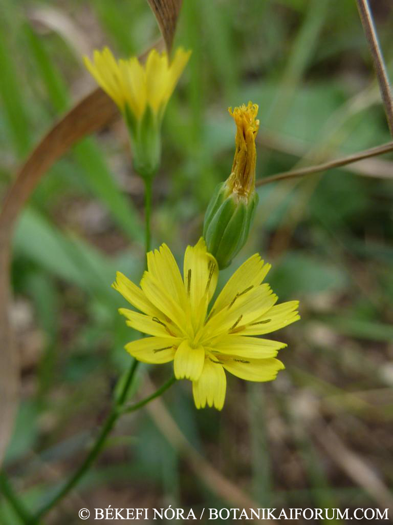 Lapsana communis L.
