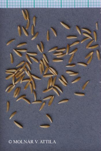 Lapsana communis L. 3.Kép