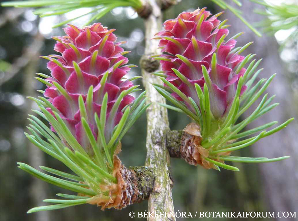 Larix decidua Mill.