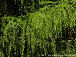 Larix decidua Mill. 2.Image