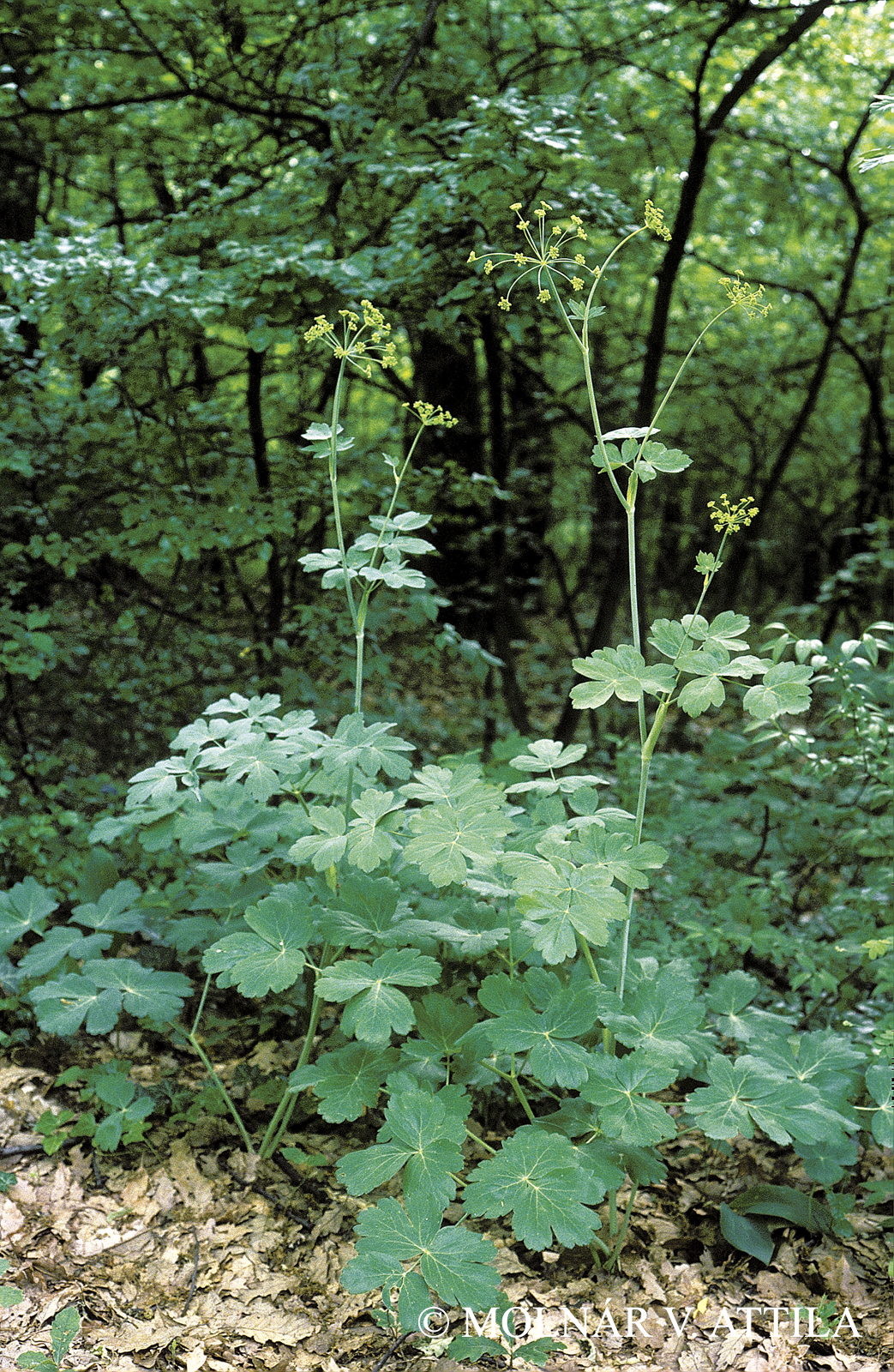 Laser trilobum (L.) Borkh.
