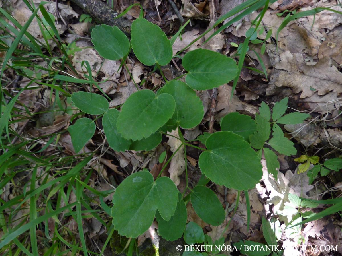 Laserpitium latifolium L.