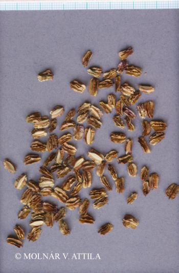 Laserpitium latifolium L. 4.Kép