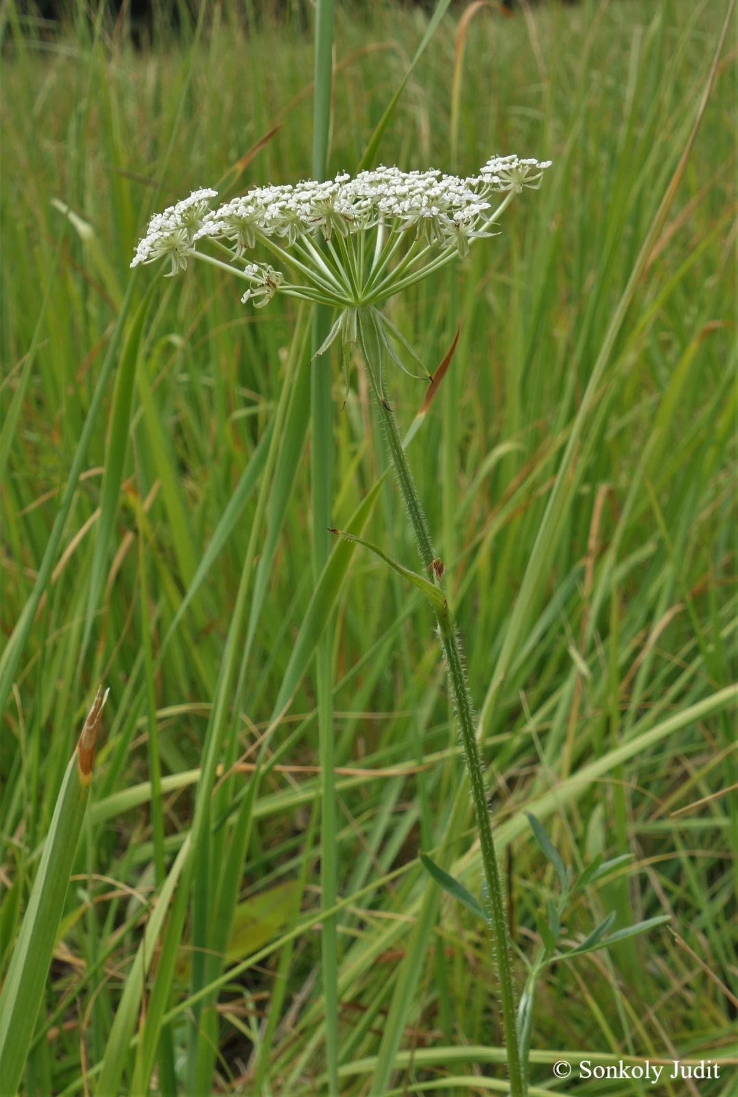 Laserpitium prutenicum L.