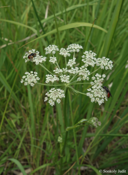 Laserpitium prutenicum L. 2.Kép