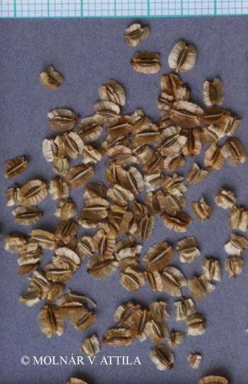 Laserpitium prutenicum L. 3.Kép