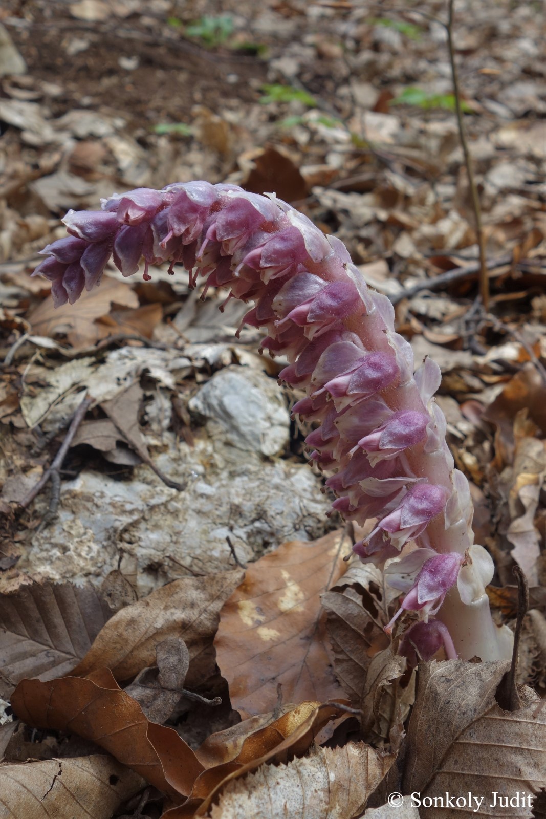 Lathraea squamaria L.