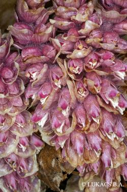 Lathraea squamaria L. 3.Image