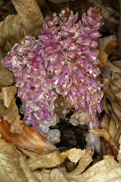 Lathraea squamaria L. 2.Image