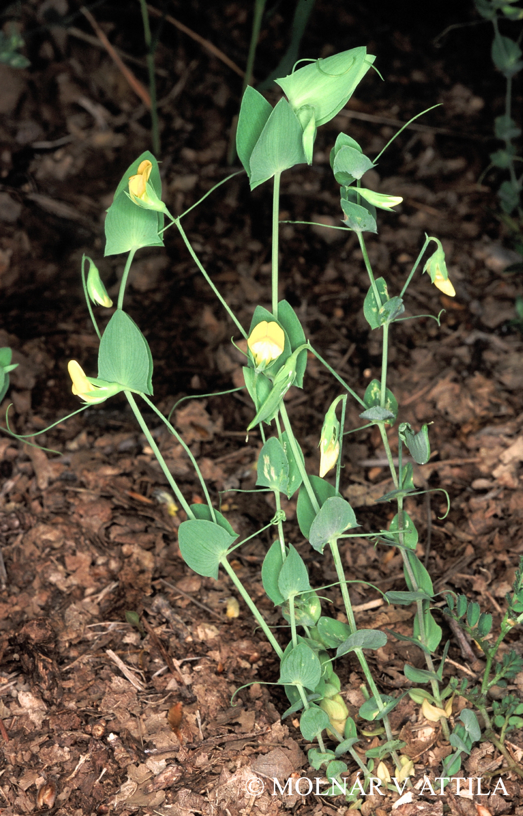 Lathyrus aphaca L.