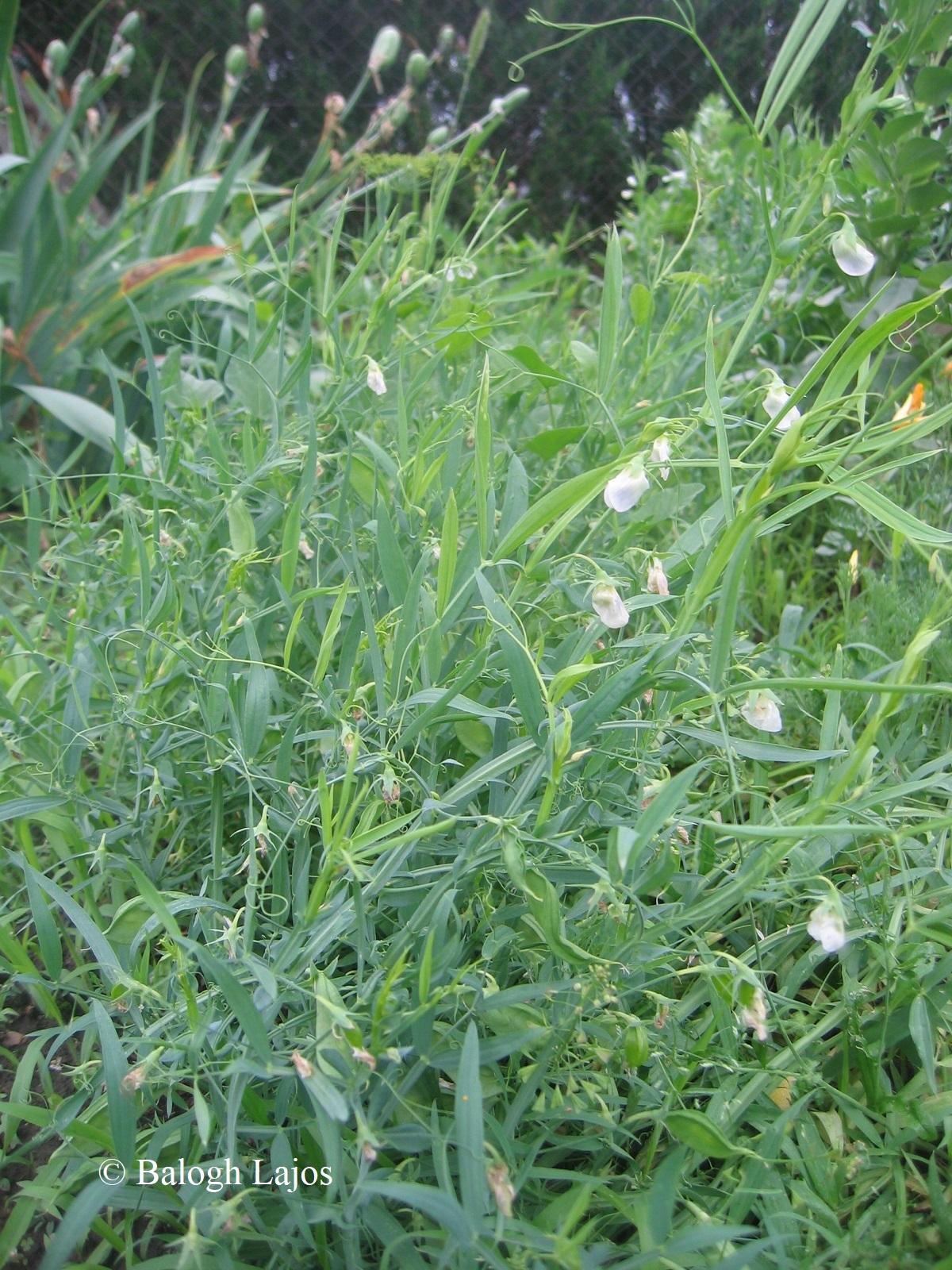 Lathyrus cicera L.