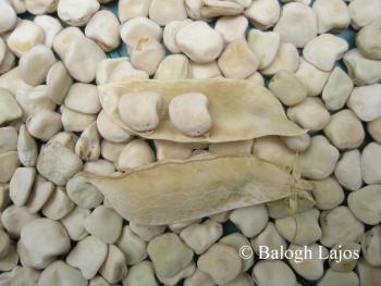 Lathyrus cicera L. 2.Image