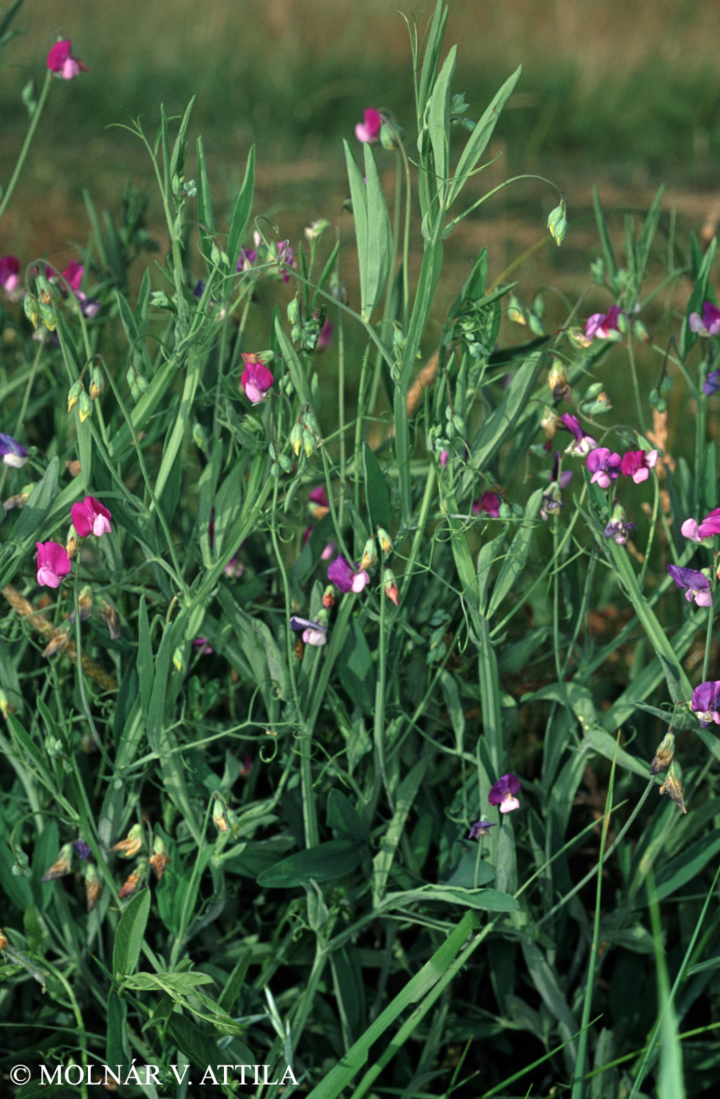 Lathyrus hirsutus L.