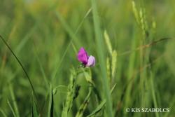 Lathyrus hirsutus L. 2.Image