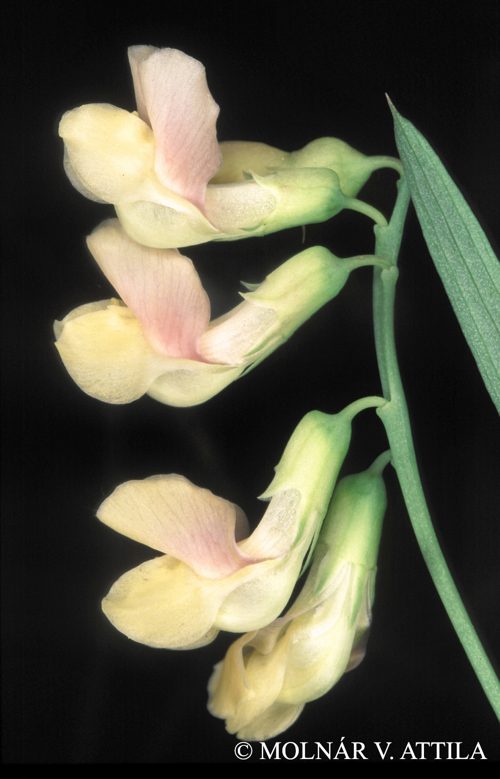 Lathyrus lacteus (M. Bieb.) Wissjul.