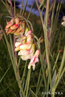Lathyrus lacteus (M. Bieb.) Wissjul. 3.Image