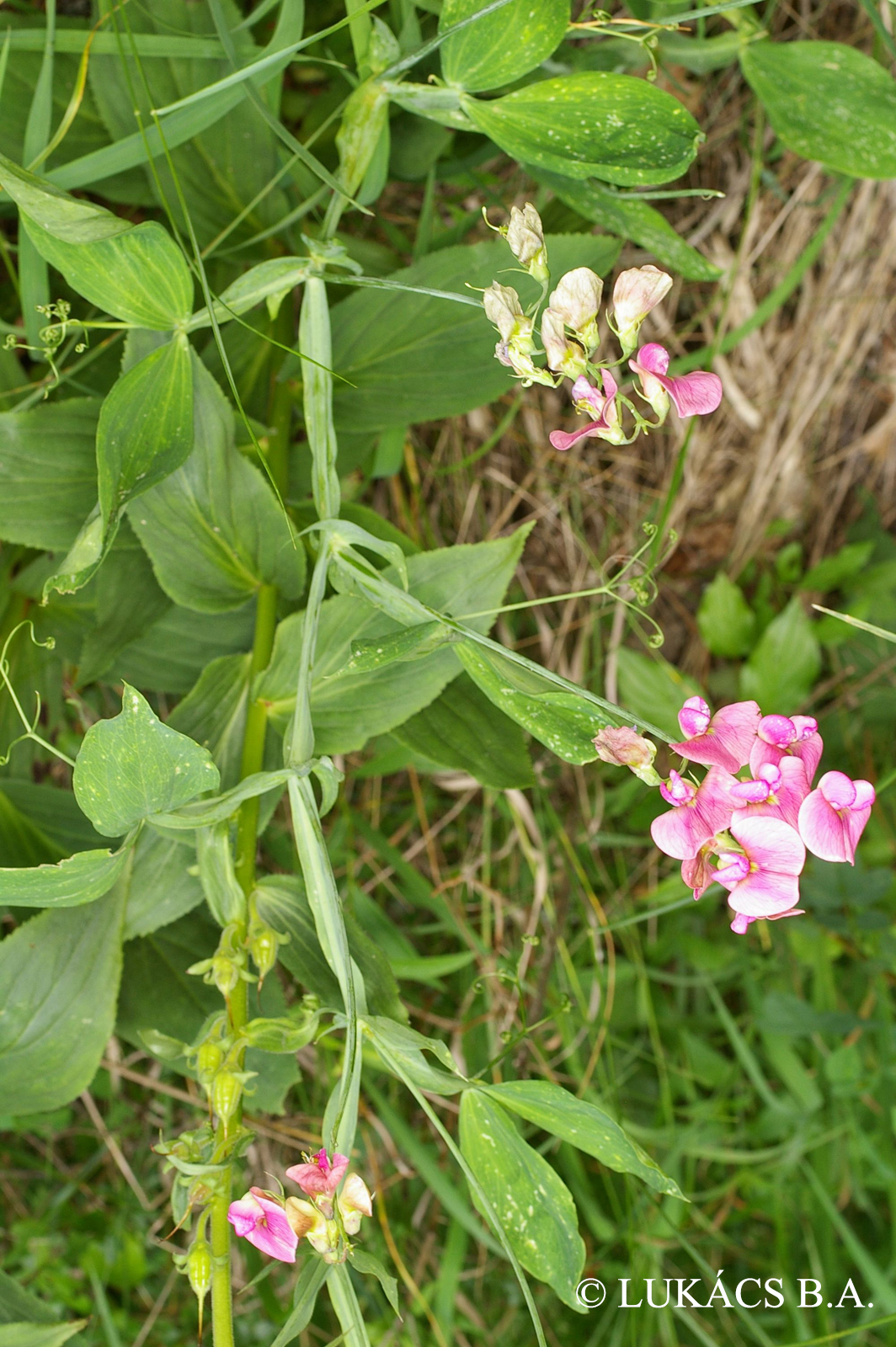 Lathyrus latifolius L.