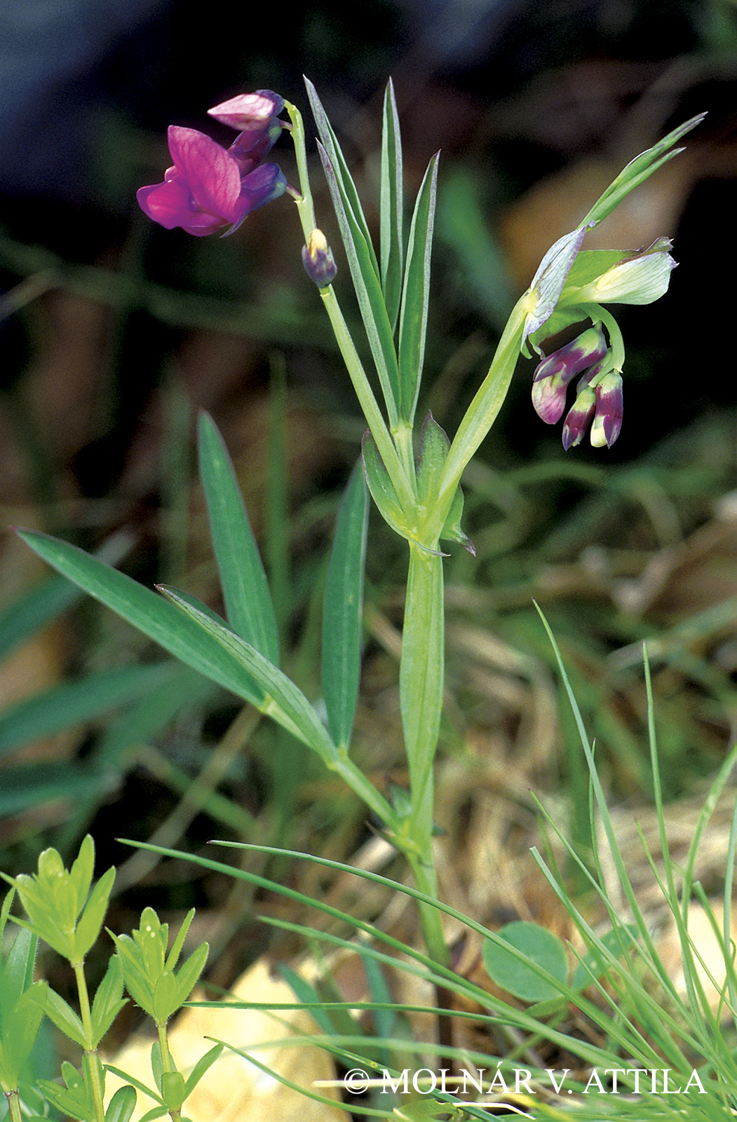 Lathyrus linifolius (Reichard) Bässler