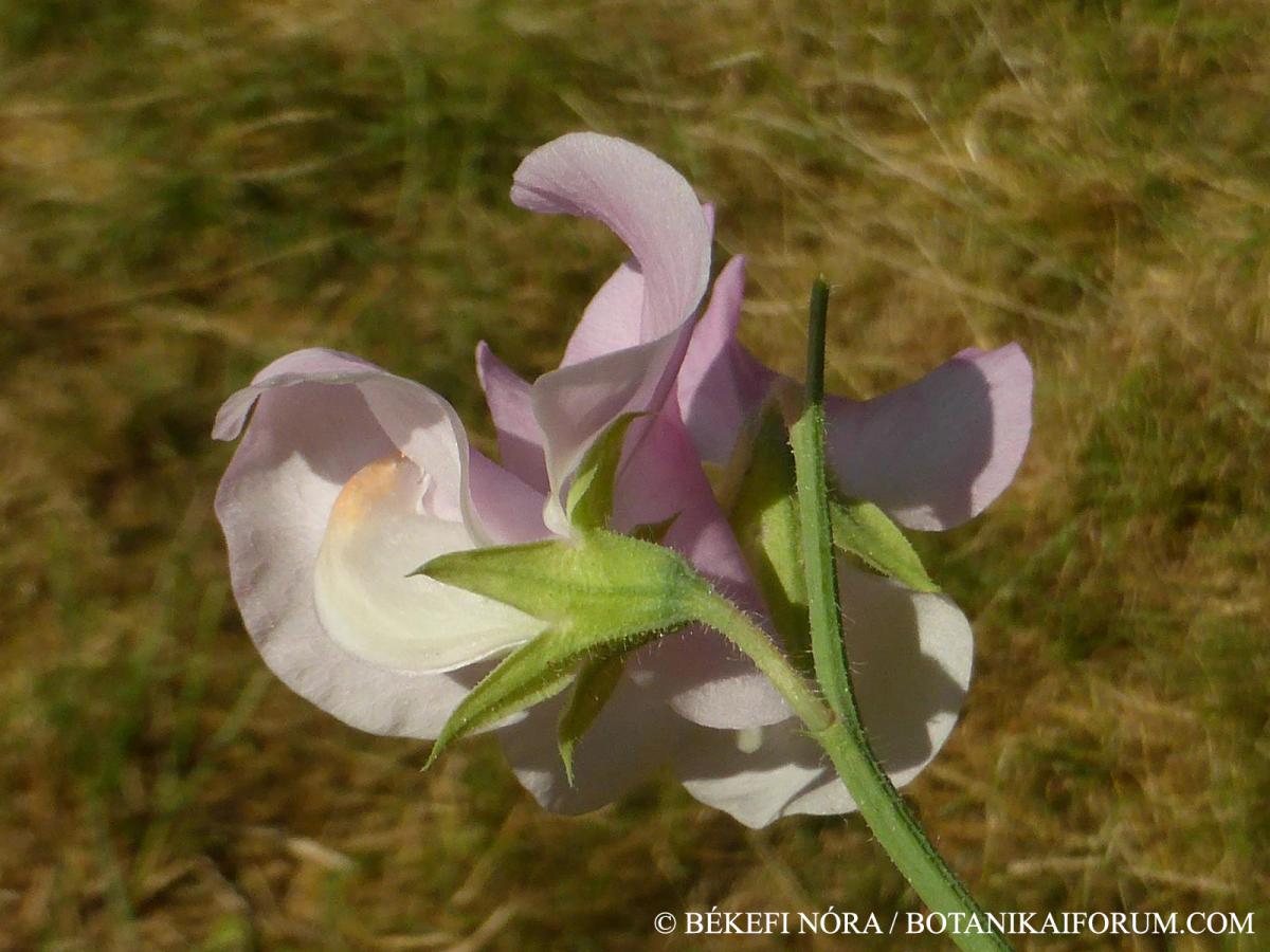 Lathyrus odoratus L.