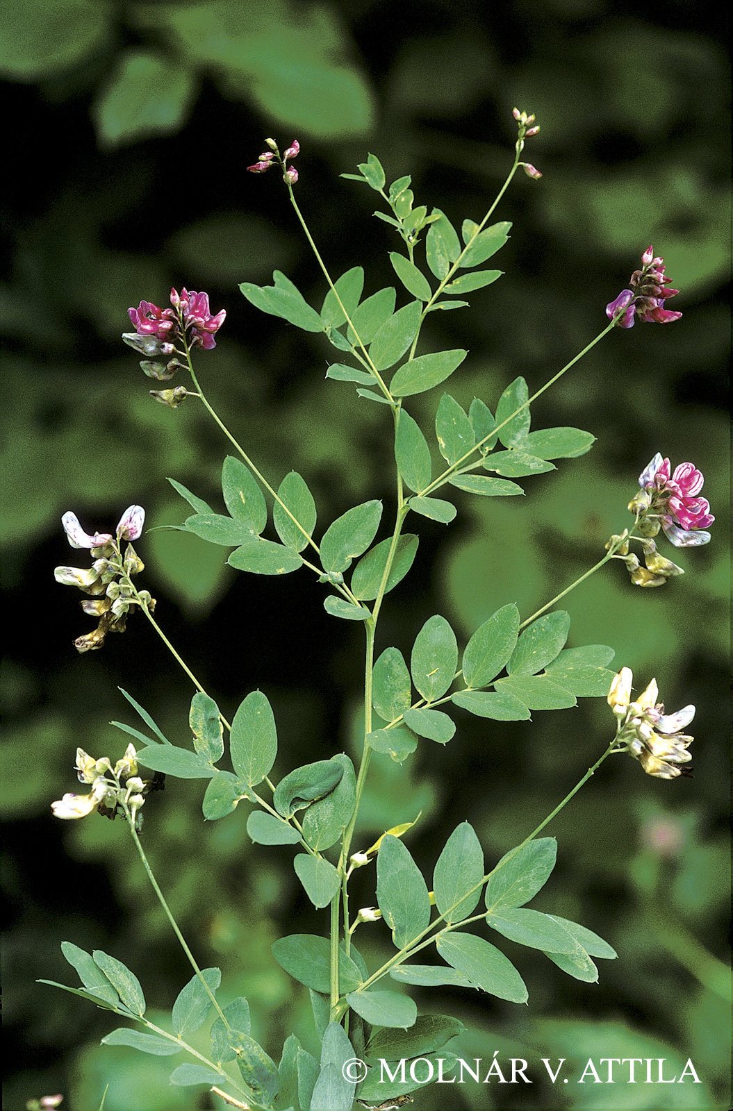 Lathyrus niger (L.) Bernh.