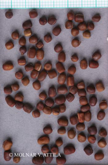 Lathyrus niger (L.) Bernh. 2.Image