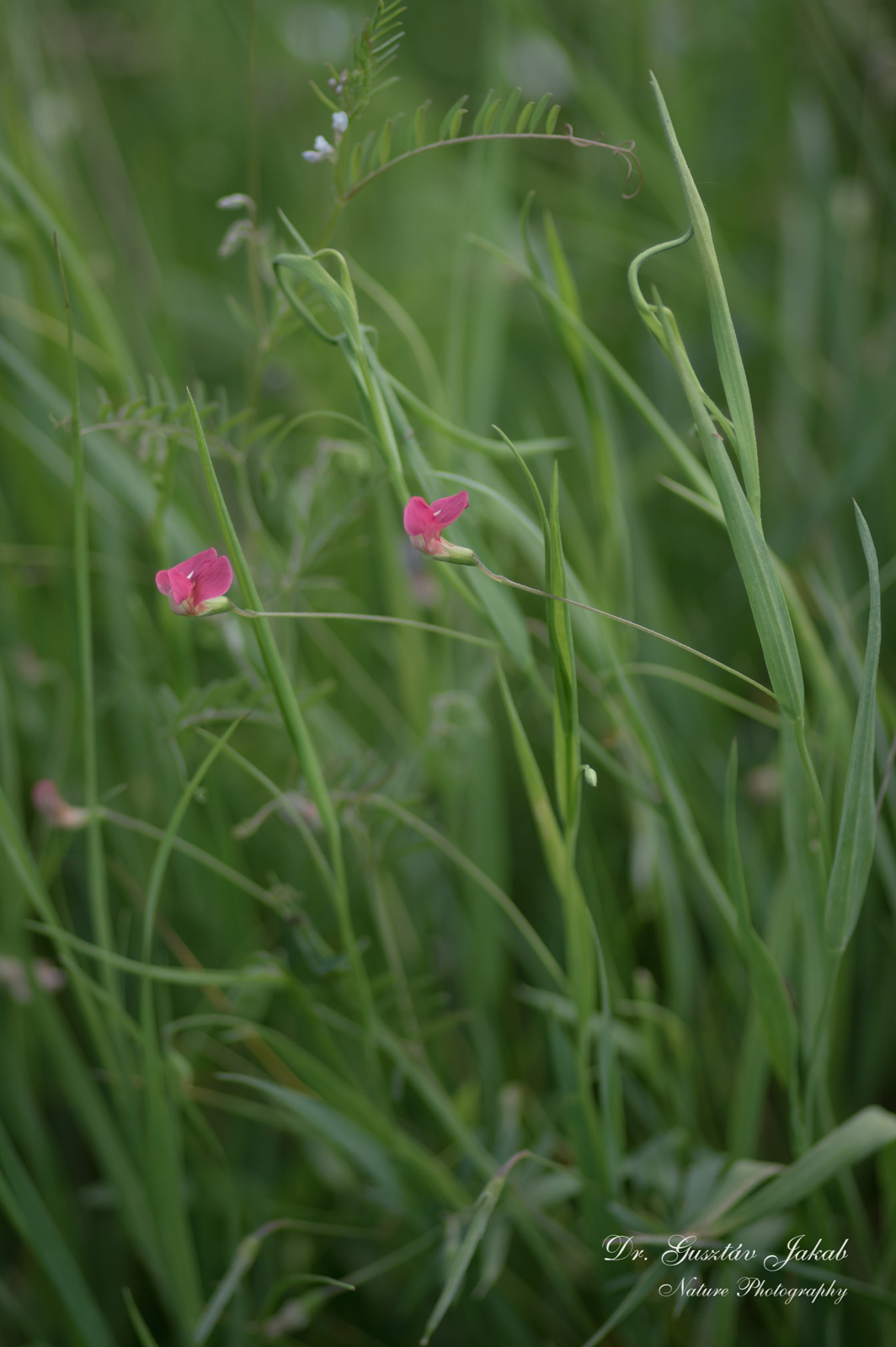 Lathyrus nissolia L.