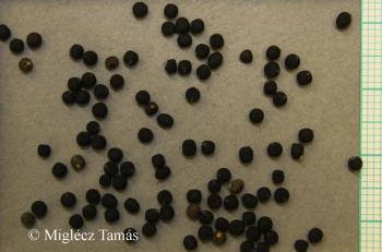 Lathyrus nissolia L. 2.Image