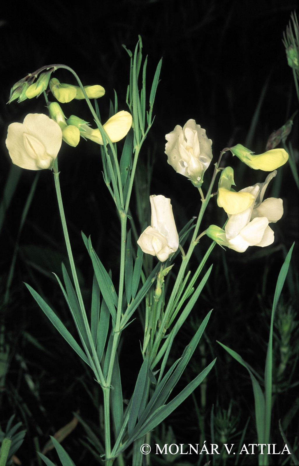 Lathyrus pallescens (M. Bieb.) K. Koch