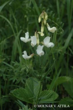 Lathyrus pallescens (M. Bieb.) K. Koch 2.Image