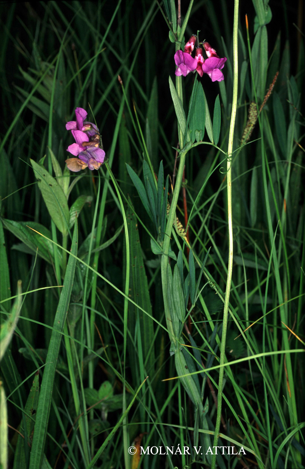 Lathyrus palustris L.