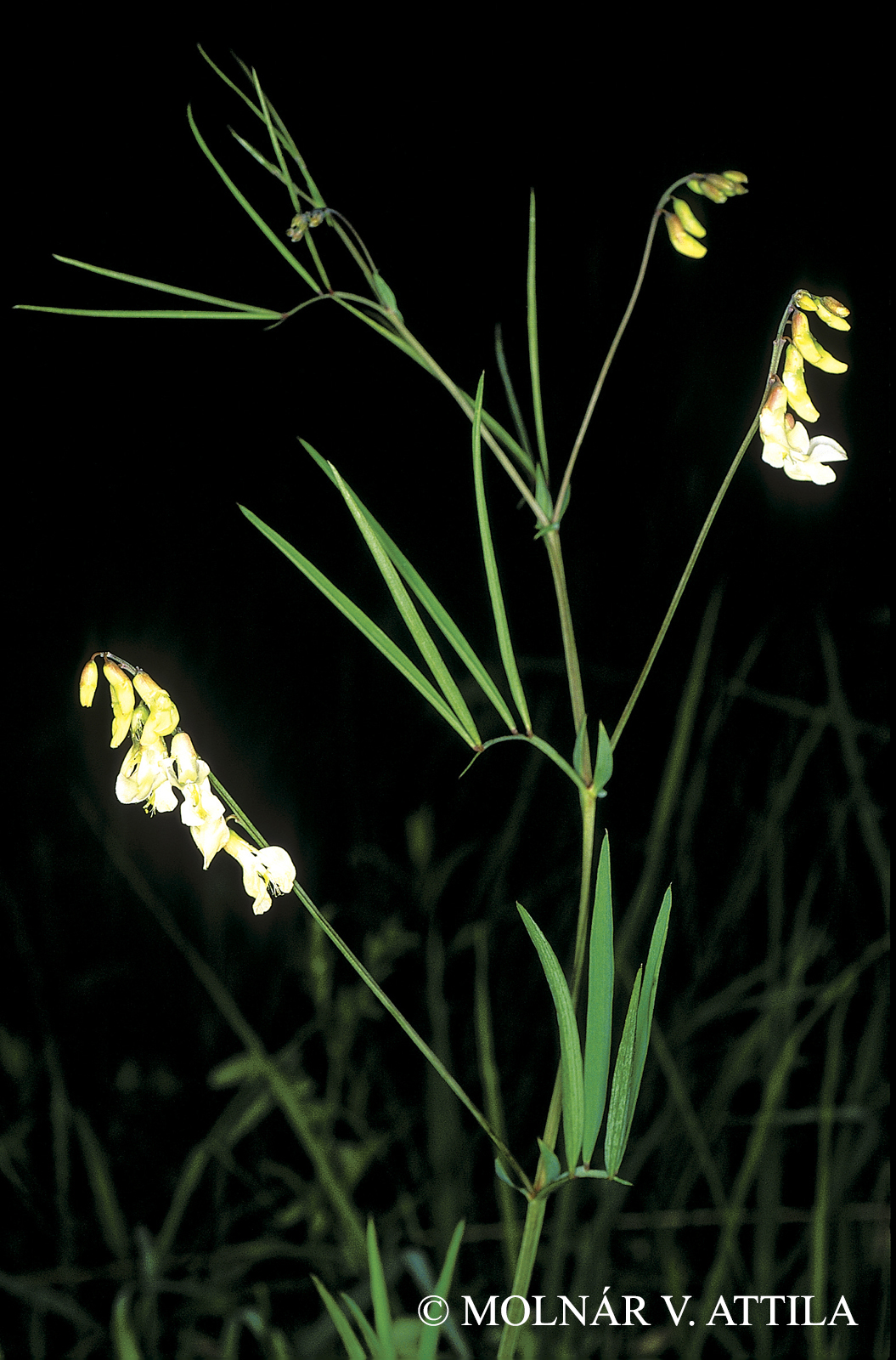 Lathyrus pannonicus (Jacq.) Garcke