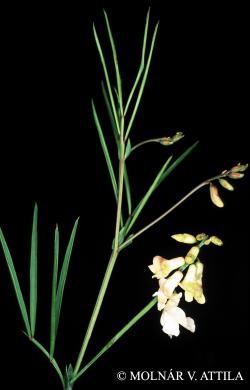 Lathyrus pannonicus (Jacq.) Garcke 2.Image