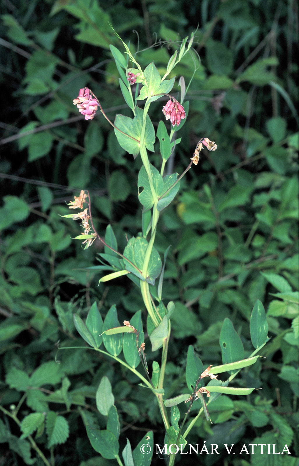 Lathyrus pisiformis L.