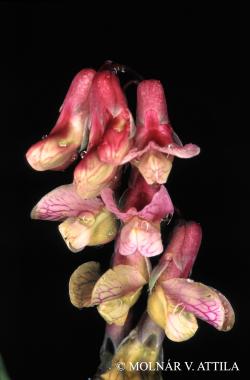 Lathyrus pisiformis L. 2.Image
