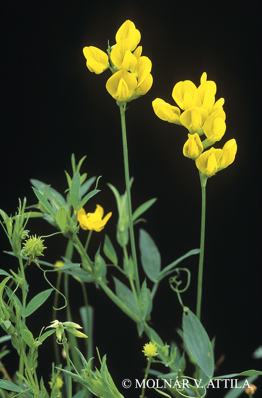 Lathyrus pratensis L.