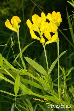 Lathyrus pratensis L. 2.Image