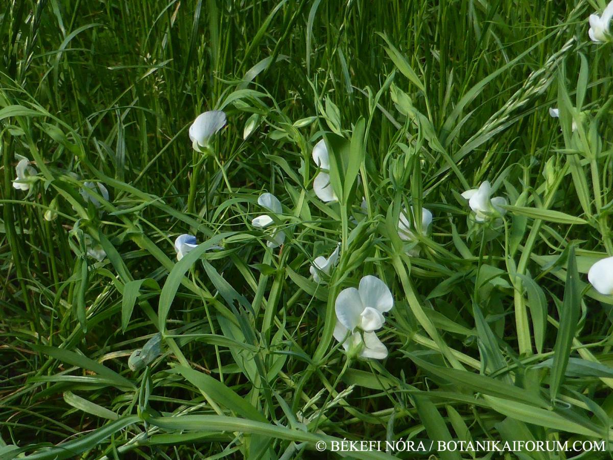 Lathyrus sativus L.